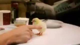 Happy Easter 🐣 fun video to show children on easter