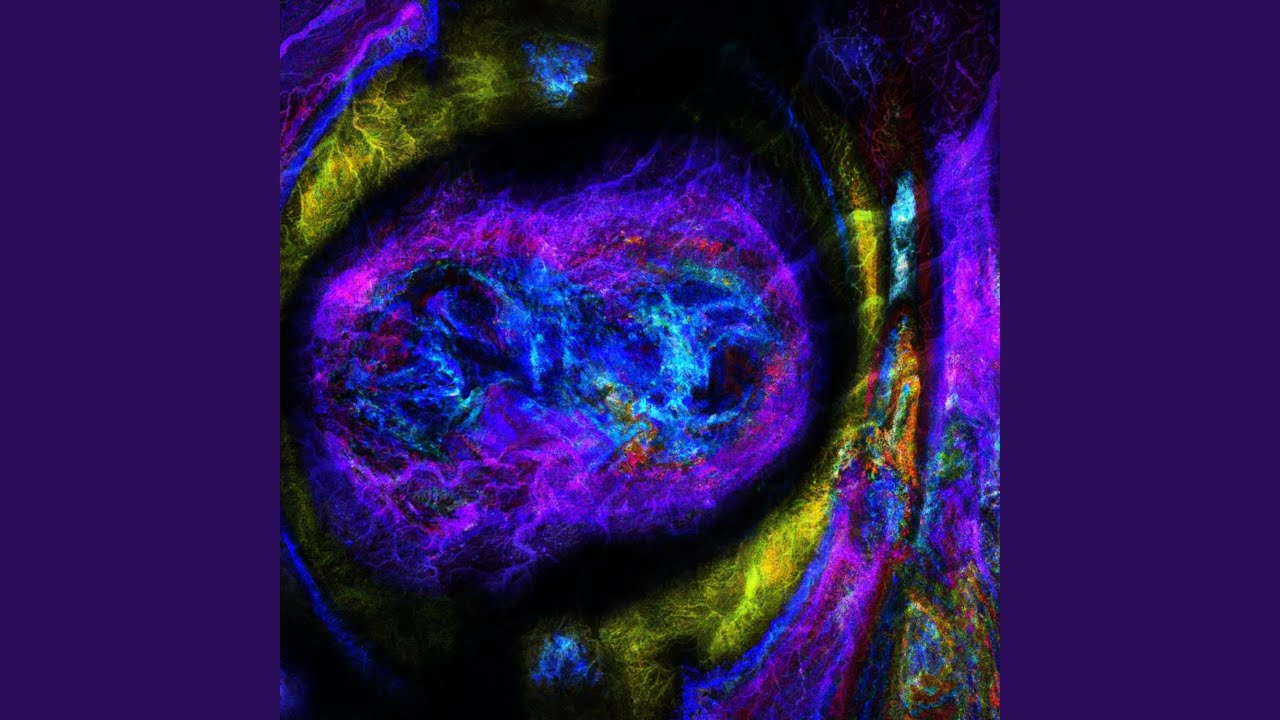 Festival Forest Sapphire Surprise