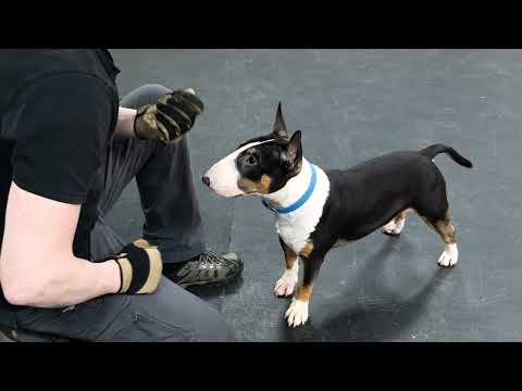 Как научить собаку команде ДАЙ ЛАПУ 🐶 Как научить щенка слышать команду "Дай лапу" 🐕