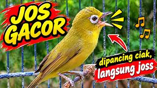 Download lagu Ciak Joss Gacor masteran ampuh kecial kecial kuning 