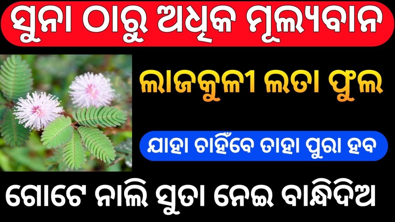 ଲାଜକୁଳି ଲତାର ଅଦ୍ଭୁତ ଚମତ୍କାର |❤️🤑💰 mimosa pudica plan | Dibya Bhakti Odia |