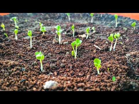 वीडियो: बीज से थिम्बलबेरी कैसे उगाएं?