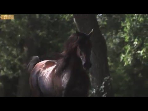 most-beautiful-horse-film-ever-chivalry-اجمل-فيديو-للحصان-العربي-shagya-araber