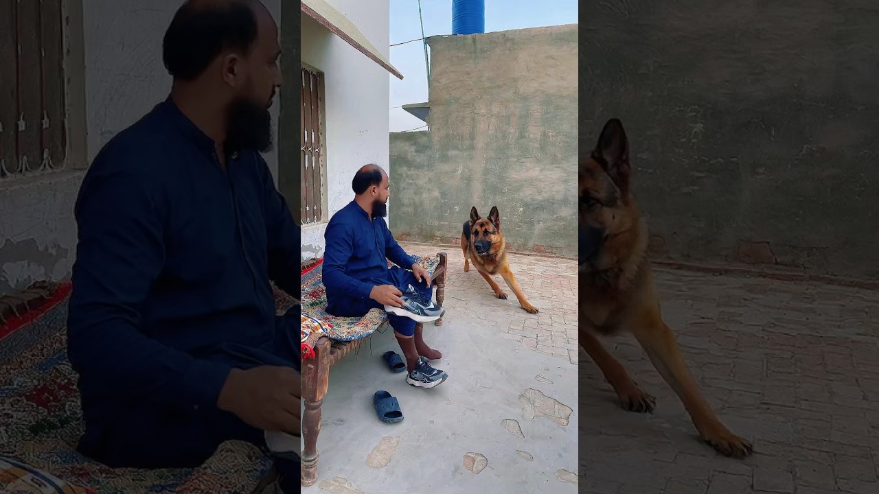 A sent thi dog save him #trendingshorts #ytshorts #emostional