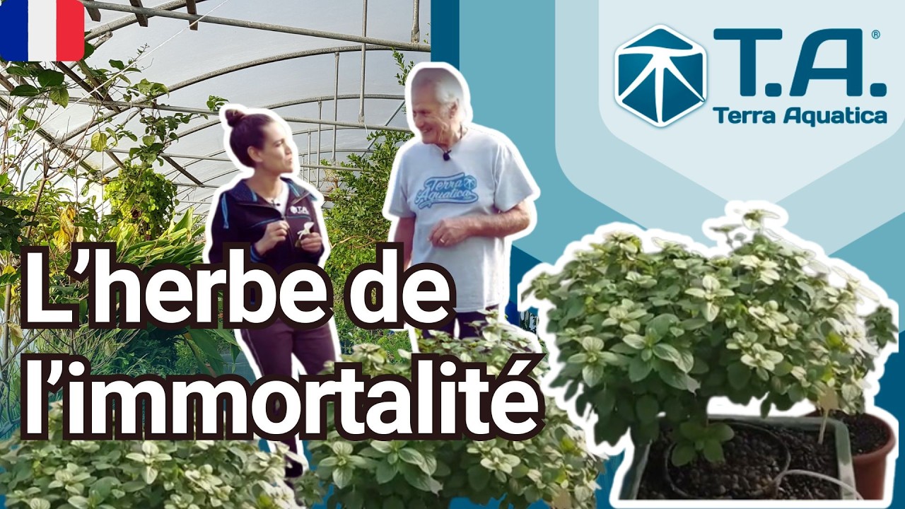Connaissez vous la plante de l'immortalité 🌱 - YouTube