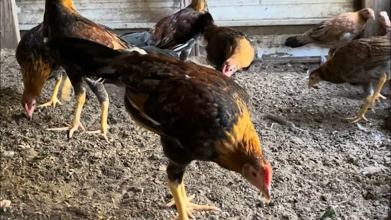 Yellow legged hatch baby’s stags and Pullets YouTube
