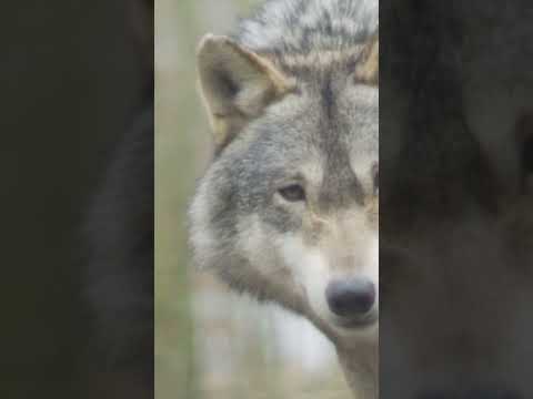 White Noise Wolf Walking Slowly Towards The Camera