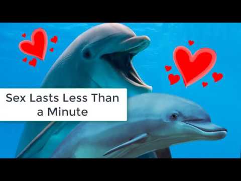11 Weird sex facts of dolphins - YouTube