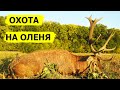 Охота на оленя. В поисках охотничьих трофеев. (Охотник и рыболов)