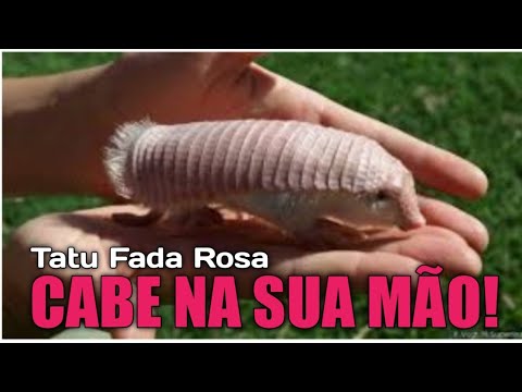 Vídeo: O tatu-cobra, ou a fada rosa da Argentina