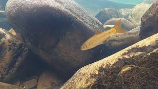 Beautiful and calming underwater dance of small fish and minnows. by The Mighty Bluegill 220 views 3 years ago 2 minutes, 55 seconds