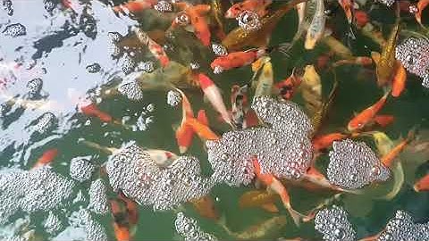 Chữa Bệnh Ngủ Cá Koi Cực Đơn Giản và Hiệu Quả