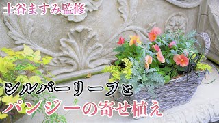 【パンジーを育てよう！】パンジーとシルバーリーフの寄せ植え