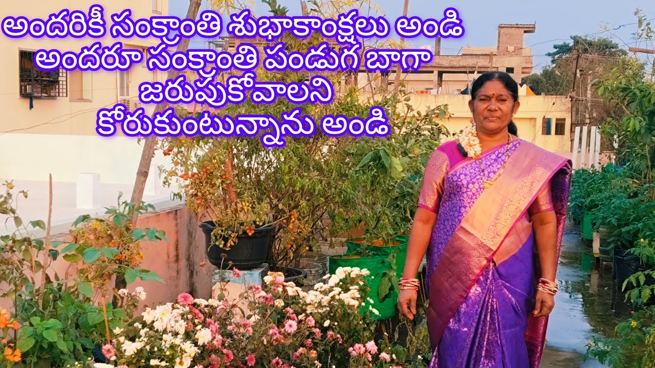 అందరికీ సంక్రాంతి శుభాకాంక్షలు అండి మన మిద్దె తోటలో చామంతి పూలు చూడండి#(Giri garden)