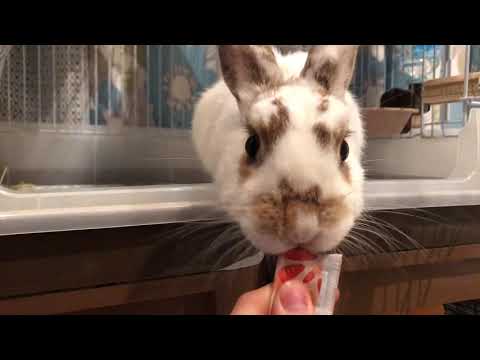 うさぎに ちゅーる をあげてみた Asmr うさうさピューレ 犬兎多頭飼い 都内一人暮らしでウサギを飼う Youtube うさぎに ちゅーる をあげてみた Asmr うさうさピューレ 犬兎多頭飼い 都内一人暮らしでウサギを飼う Youtube