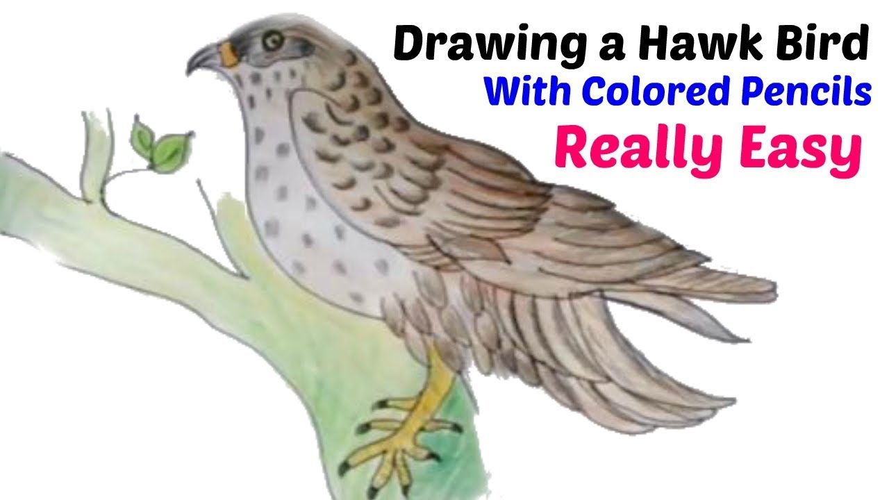 How To Draw A Hawk Step By Step Easy