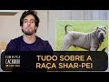 TUDO SOBRE A RAÇA SHAR-PEI | BOM PRA CACHORRO