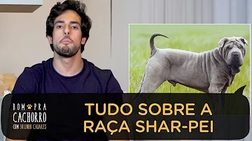 Como saber se o cachorro e Shar Pei?