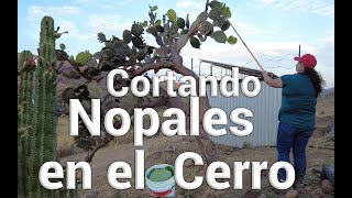 Fuimos al Cerro a cortar nopales y ya casi hay Pitayas