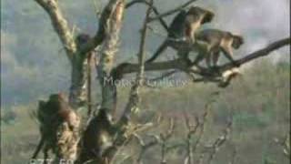 Maymun Belgeseli -Arabada 5 Evde 15