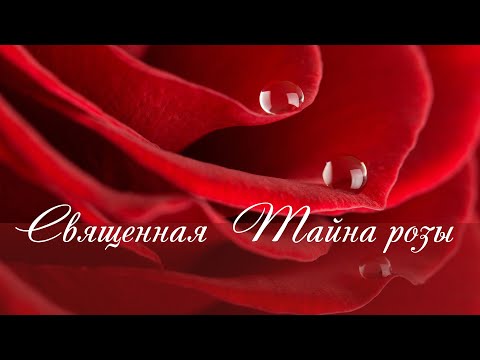 Священная тайна розы✿