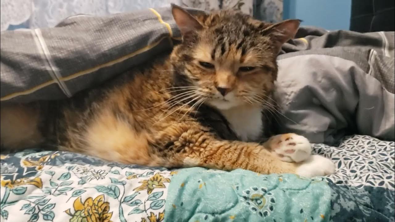 adorable-cat-sleeps-with-blanket-youtube