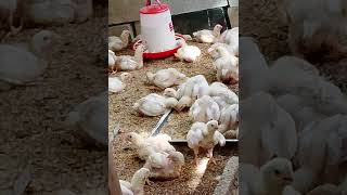 encubando para un mañana Jose luis incubadora   contame sl tl 8492774926