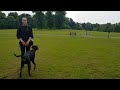 Young dobermann  recall training around dogs