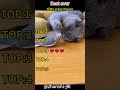 #CatVideo #FunnyAnimal #FluffyKitten
