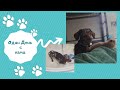 Dog Vlog один день с нами / покупки из зоомагазина