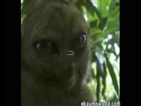 Dramatic Lemur