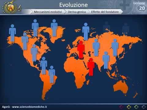 Video: Selezione Abilitata Alla Miscela Per Una Rapida Evoluzione Adattativa Nelle Americhe
