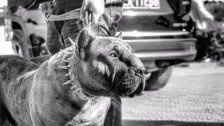 Real Molosso Presa Mayo