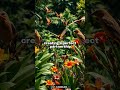 The Secret Gardeners Keeping Tropical Islands Alive 🏝️
