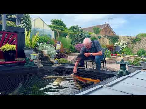 Daves Koi Pond and Garden 2026