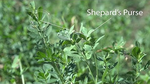 Cover Crops for the Control of Vineyard Pests