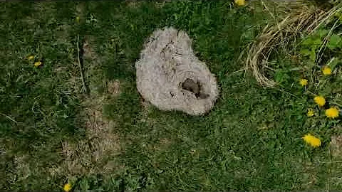 Elk Island, Moss Lake Trail