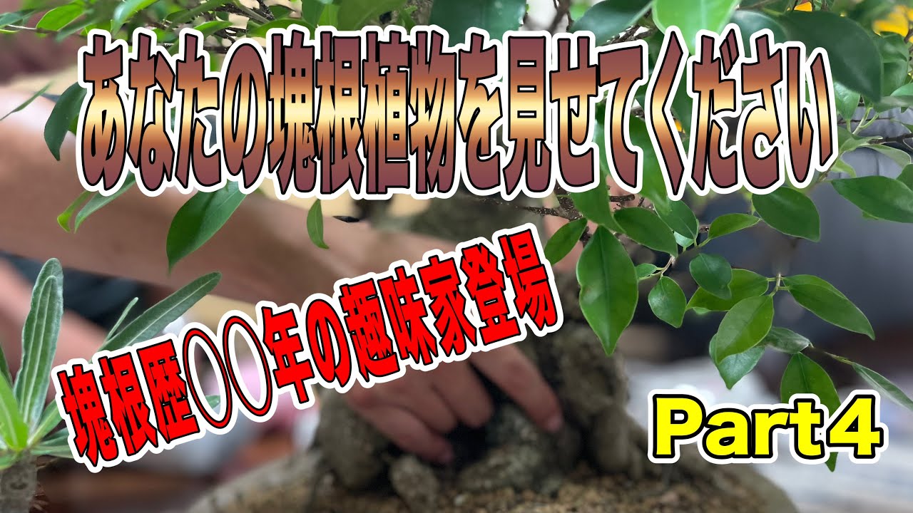 『塊根植物/コーデックス』あなたの塊根植物を見せてくださいPart４