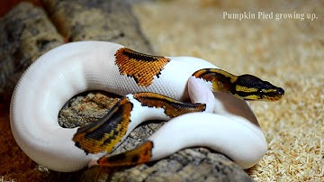 Pumpkin Pied Twin Ballpython
