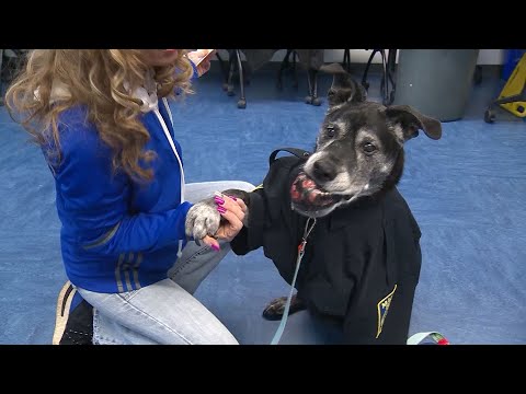 Video: Ohio pilsētas dome pārveido suni, lai iekļautu šķirnes neitrālu formulējumu