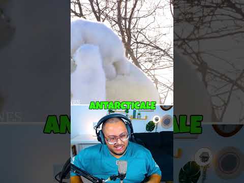 ANECDOTE AU POLE NORD Roblox Stealabrainrot