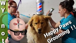I found a new Greenhouse  ! HAVOC gets a trim ! Happy Paws Grooming  ! !