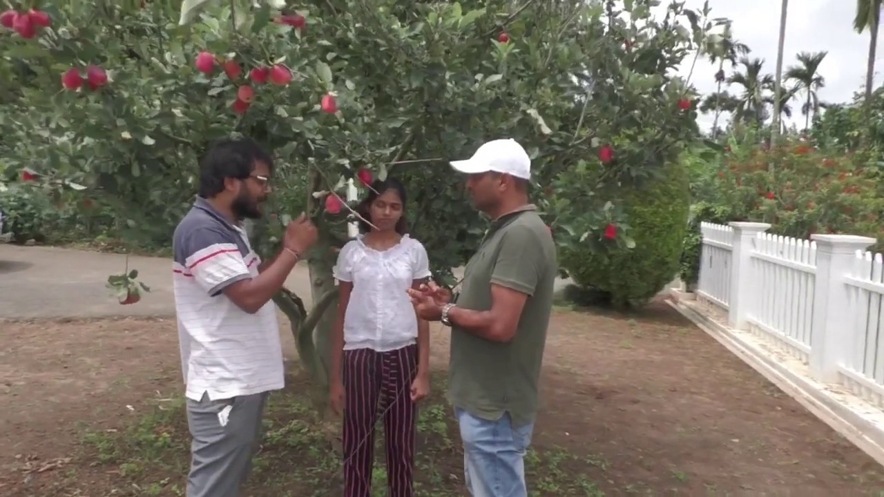 TRIED TRIED TRIED FINALLY SUCCESSFULL AT GROWING APPLE IN KARNATAKA YouTube