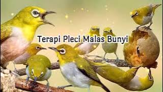 Terapi Pleci Bustomi Malas Bunyi Paling Dicari