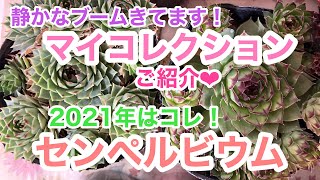 A sneak peek at a Christmas present for yourself 🎁] [Succulents