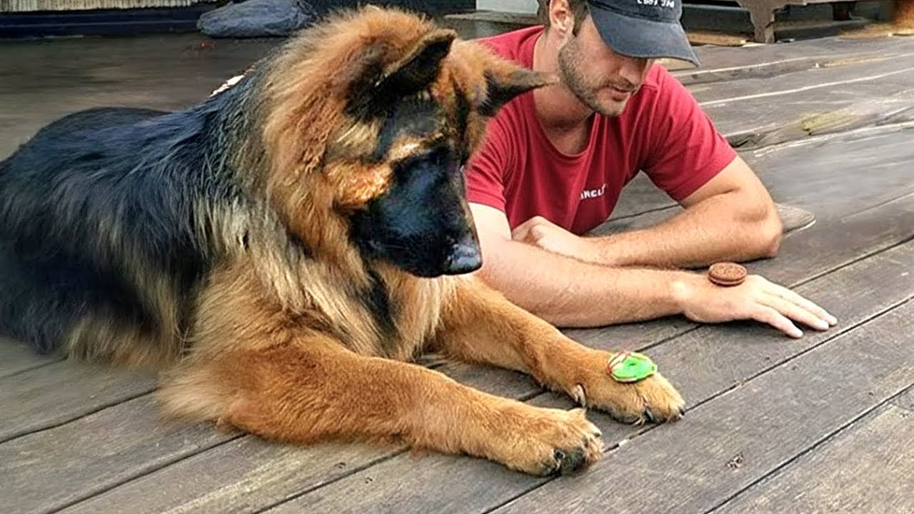 When Your Dog Starts Copying You 😂 Funny Dog and Humans