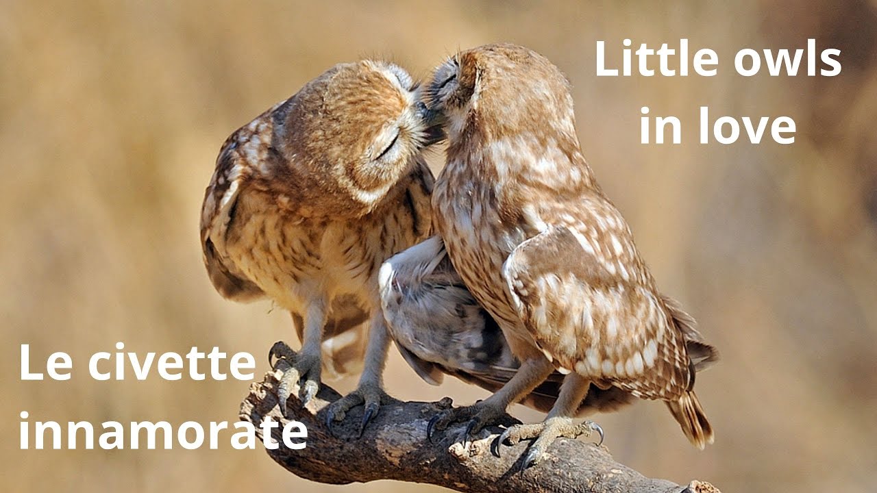 Le civette innamorate Little Owls in love