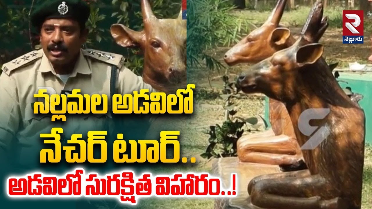 నల్లమల అడవిలో నేచర్ టూర్.. | Forest Officer About nature tour in the Nallamala forest | RTV
