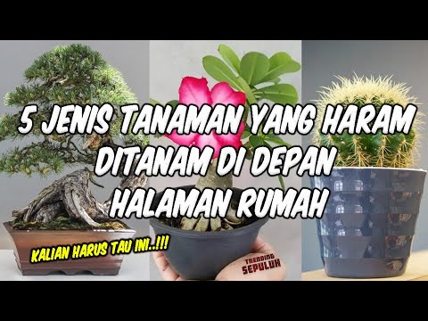 Video: Semak Hias Untuk Wilayah Moskow (26 Foto): Pohon Buah-buahan Indah Apa Yang Dapat Anda Pilih Untuk Wilayah Moskow? Apa Yang Bisa Ditanam Di Negara Ini Dalam Naungan Parsial?