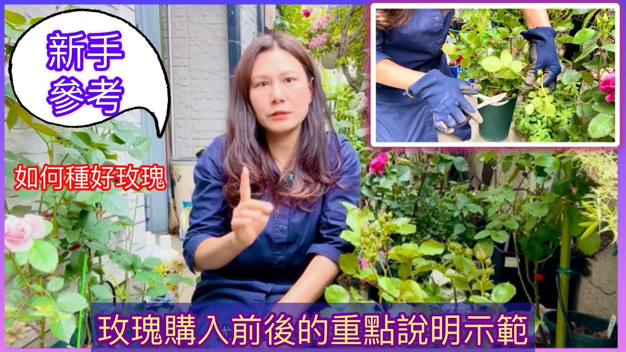 【新手參考】如何種好玫瑰？購入前與購入後我會怎麼做！？實際示範